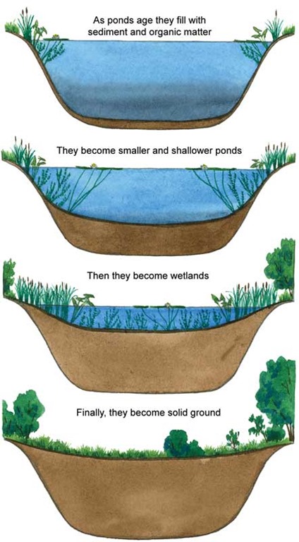 swampification process